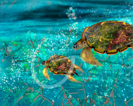 Turtles Gliding - Sea of Glass